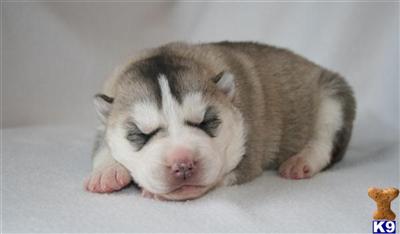 Siberian Husky Puppies for Sale